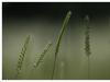 L'herbe